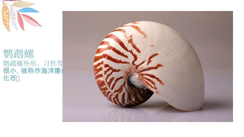 岭南版1下美术第9课《海螺与海星》课件+教案第4页