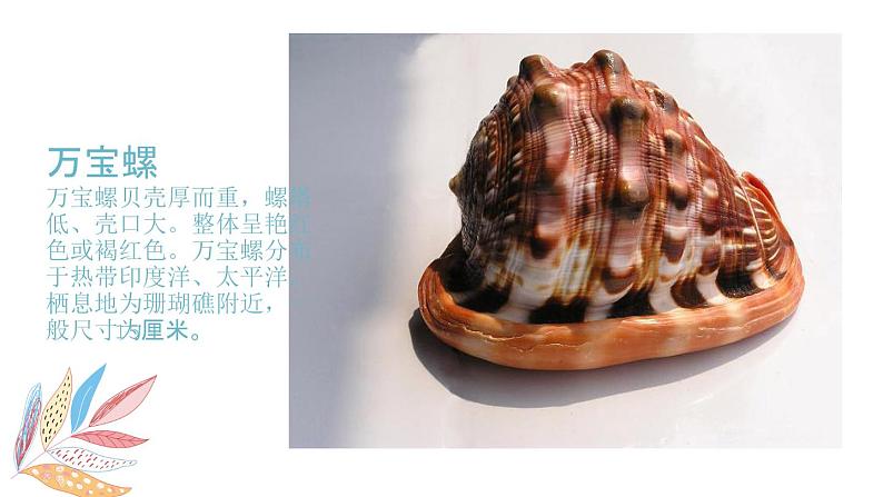 岭南版1下美术第9课《海螺与海星》课件+教案第5页