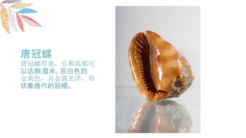 岭南版1下美术第9课《海螺与海星》课件+教案第6页