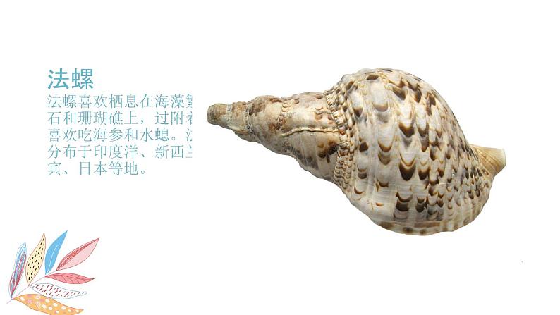 岭南版1下美术第9课《海螺与海星》课件+教案第7页