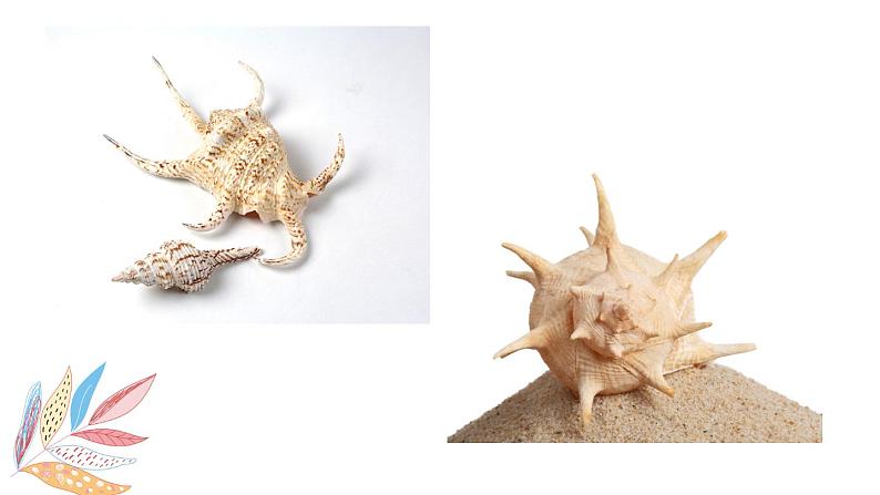 岭南版1下美术第9课《海螺与海星》课件+教案第8页