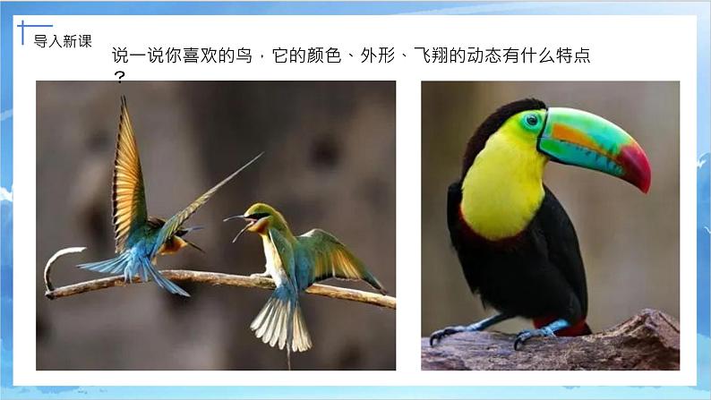 第十九课《我喜欢的鸟》课件+教案02