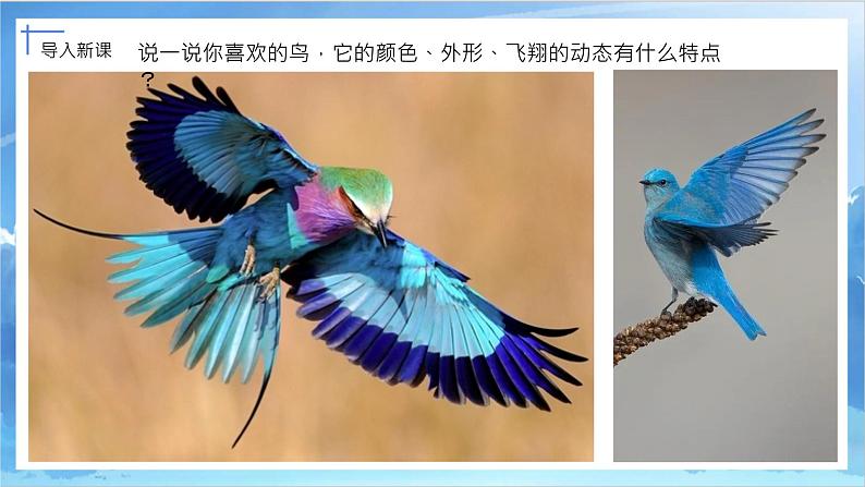 第十九课《我喜欢的鸟》课件+教案03