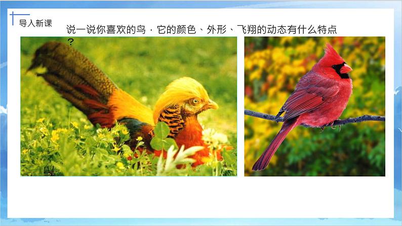 第十九课《我喜欢的鸟》课件+教案04