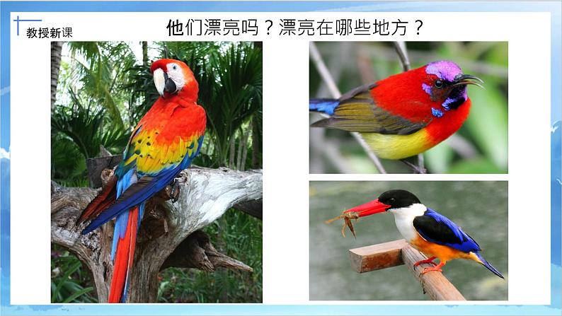 第十九课《我喜欢的鸟》课件+教案06