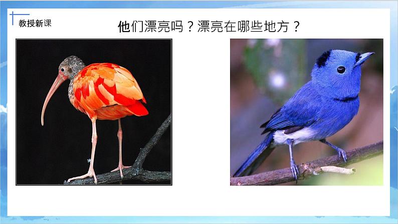 第十九课《我喜欢的鸟》课件+教案07