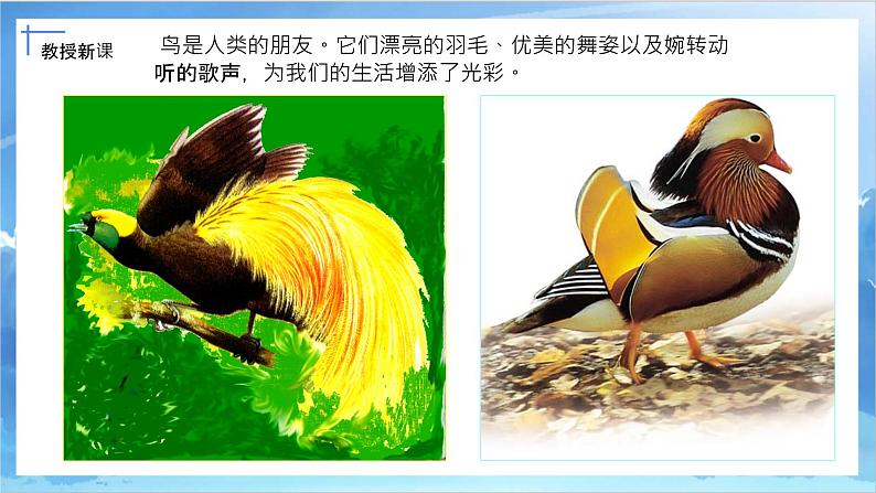 第十九课《我喜欢的鸟》课件+教案08
