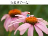 人教小美三上《3. 大人国与小人国》课件PPT