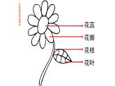 一年级3五彩缤纷的花朵 (课件)-2021-2022学年美术一年级下册