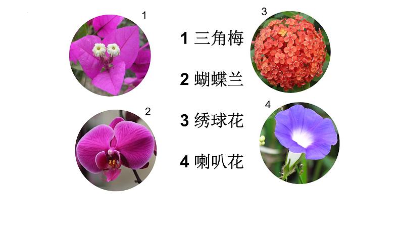 一年级3五彩缤纷的花朵 (课件)-2021-2022学年美术一年级下册05