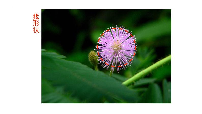 一年级3五彩缤纷的花朵 (课件)-2021-2022学年美术一年级下册06