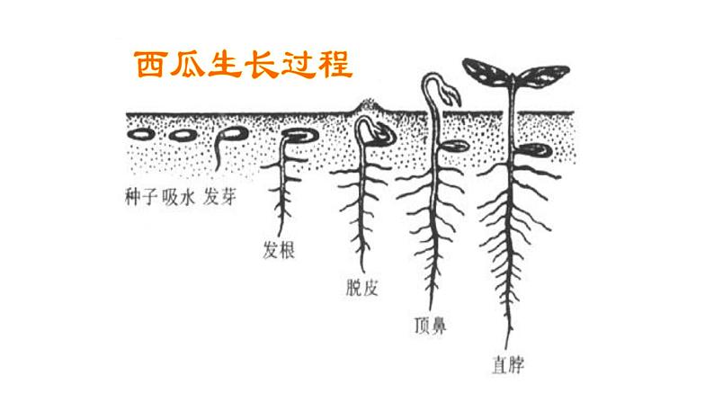 人美版一年级下册美术课件(长呀长）04