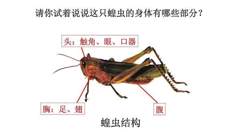 人美版一年级下册美术课件（我和昆虫）08