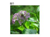 人美版一年級(jí)下冊(cè)美術(shù)課件（奇妙的爬行）