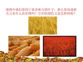 湖南美術(shù)出版社小學(xué)美術(shù)三年級上冊 11. 留住秋天課件PPT