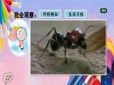 人美版美术一年级上册《勤劳的小蚂蚁》课件