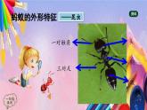 人美版美术一年级上册《勤劳的小蚂蚁》课件