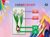 人美版美术六年级上册8《中国画——水仙的画法》课件