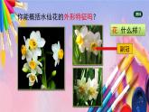 人美版美术六年级上册8《中国画——水仙的画法》课件