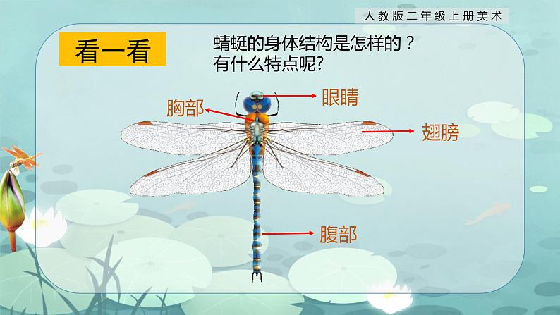 【核心素养目标】人教版2上美术第9课《蜻蜓飞飞》课件+教案（含教学反思）05
