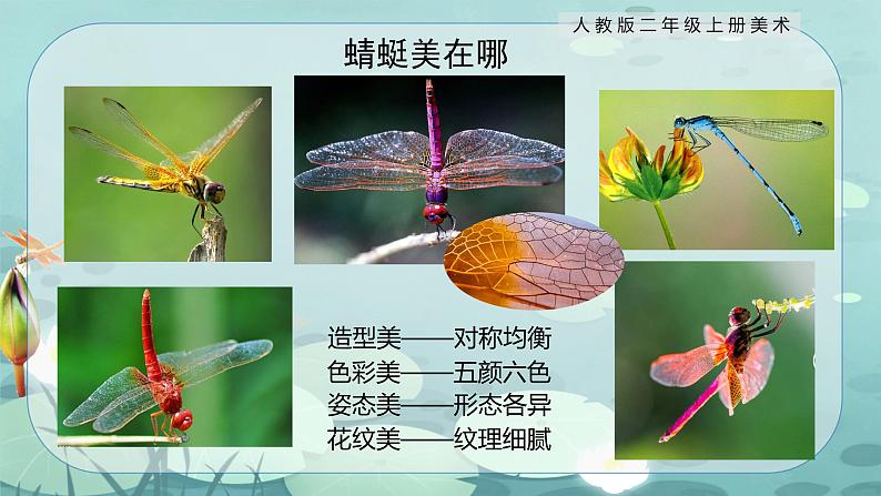 【核心素养目标】人教版2上美术第9课《蜻蜓飞飞》课件+教案（含教学反思）07