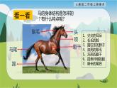 【核心素養(yǎng)目標(biāo)】人教版2上美術(shù)第15課《我和馬兒在一起》課件+教案（含教學(xué)反思）