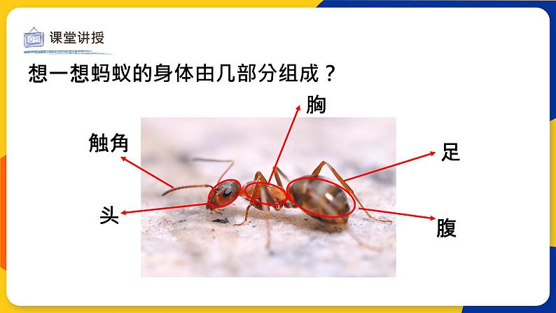 湘美版美术一年级上册 第十九课 蚂蚁搬家 课件08