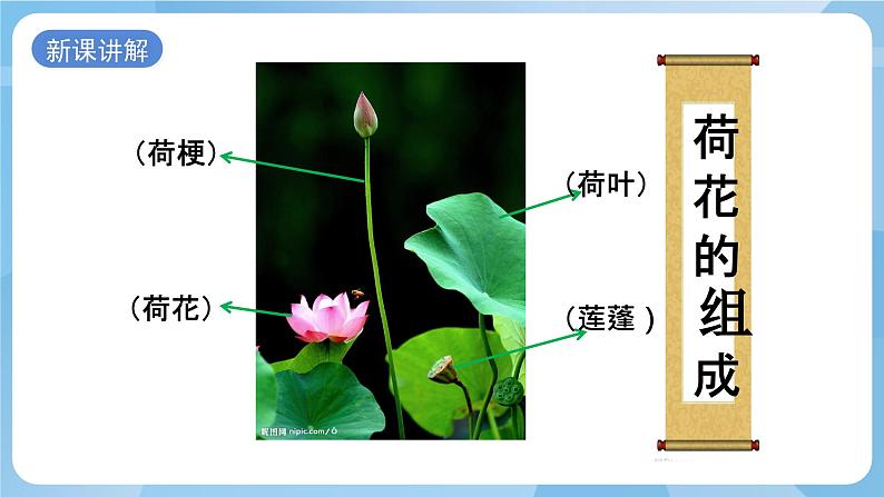 浙美版美术四年级上册10《花鸟小品》课件第6页