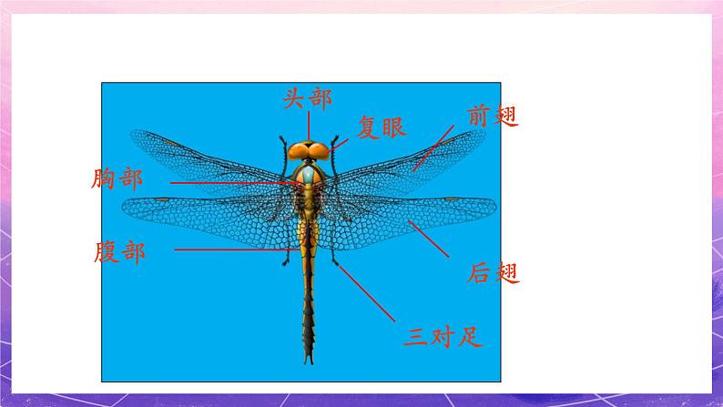 人教版美术二上：第9课《蜻蜓飞飞》课件04