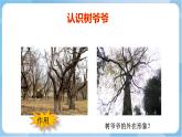 嶺南版 小學(xué)美術(shù)二年級(jí)上冊(cè)8.《給樹爺爺畫像》 (課件+教案+素材)