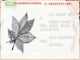 【人教版】三上美術(shù)  第6課 黑與白（課件+教案）