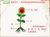 【人教版】三上美術  第10課 美麗的花（課件+教案）