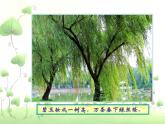 小學美術(shù)人美版二年級下冊《認識身邊的樹》精品課件