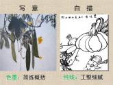 第17课蔬果白描 课件 人美版（北京） 五年级上册美术