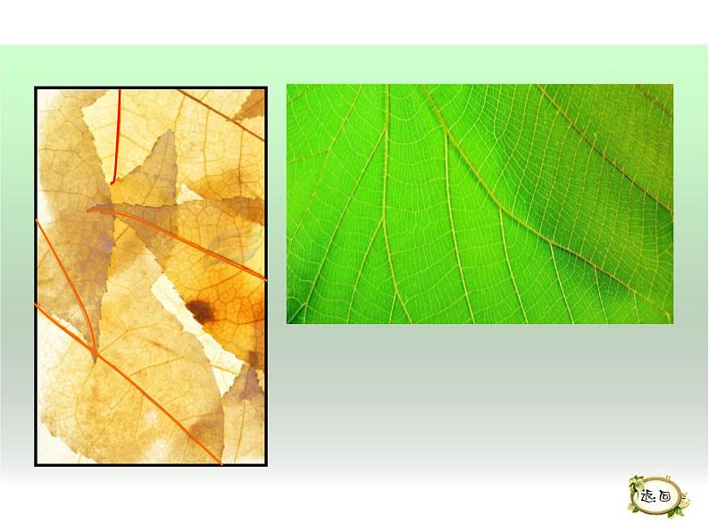 湖南美术出版社小学美术三年级上册 5. 线的表现力(3)课件PPT07