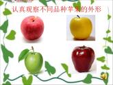 湖南美術(shù)出版社小學(xué)美術(shù)三年級(jí)上冊(cè) 8. 線描外形課件PPT