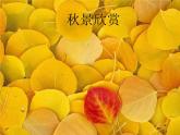 湖南美術(shù)出版社小學(xué)美術(shù)三年級上冊 11. 留住秋天(1)課件PPT