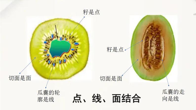 第3课：蔬果的剖面课件PPT05