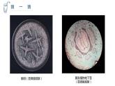 湖南美術(shù)出版社小學美術(shù)三年級上冊 6. 新發(fā)現(xiàn)(1)課件PPT
