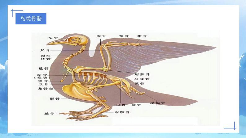 岭南版小学美术一年级下册第一课《漫游飞行世界》课件+教案08