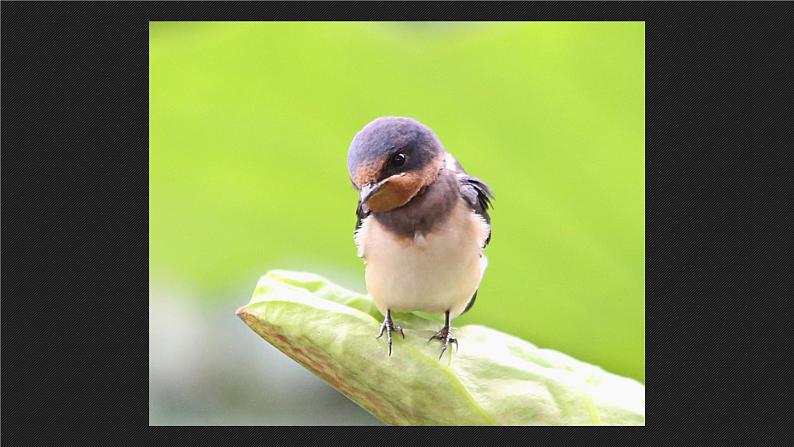 人美版 美术四年级上册 第1课 四季的色彩(6) 课件01