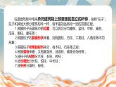 人美版小學(xué)美術(shù) 六年級下冊 第8課 裝飾柱 課件