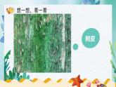 【核心素养】浙美版1下美术第11课《摹印纹理》课件+教学设计（含教学反思）