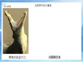 第六課《大嘴怪》課件+教案