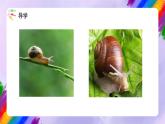 湘美版美术二年级下册 11 《小蜗牛慢慢爬》课件