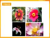 嶺南版美術(shù)二年級下冊2.5《美麗的花園》課件