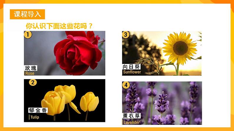 人美版美术一年级下册19《花的世界》课件04