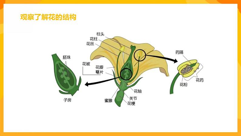 人美版美术一年级下册19《花的世界》课件08