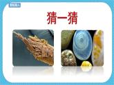人教版美術(shù)五年級(jí)下冊(cè)第14課   微觀世界 課件
