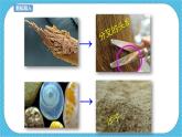 人教版美術(shù)五年級(jí)下冊(cè)第14課   微觀世界 課件